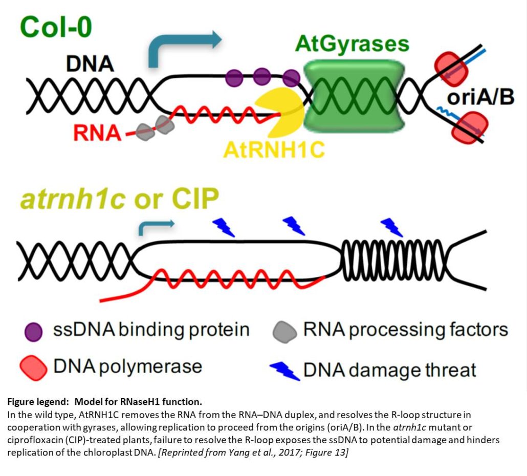 Thrown for a Loop How RNase H1 and DNA Gyrases Limit Rloops and Maintain Genome Stability in