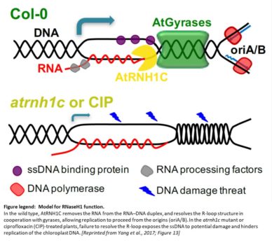 Thrown for a Loop: How RNase H1 and DNA Gyrases Limit R-loops and ...