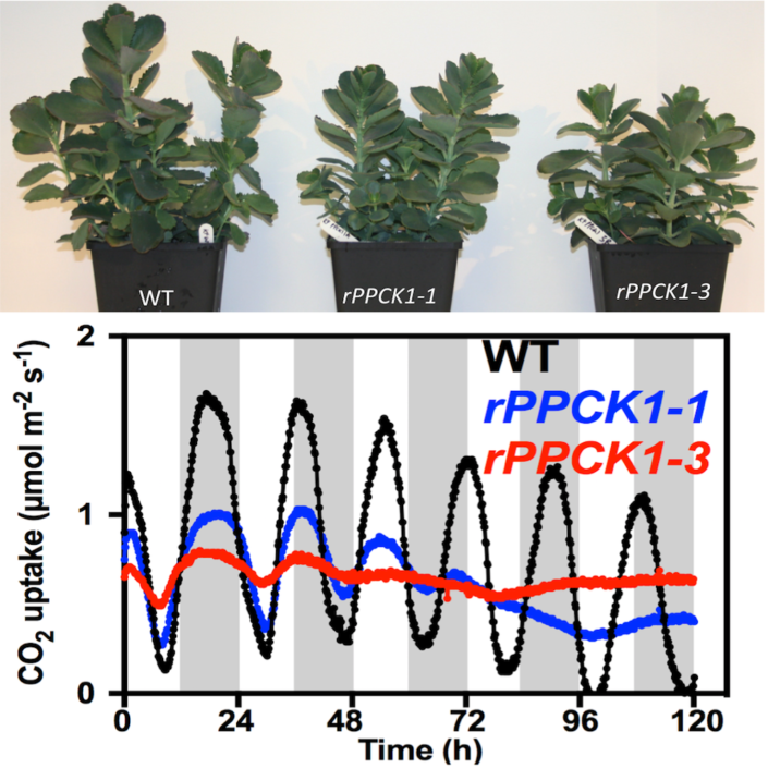 Photosynthesis in Desert Plants It’s About Time Plantae