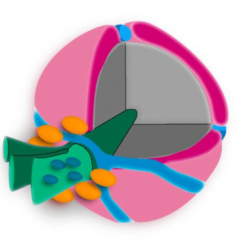Pyrenydism A pair of papers that redefines the pyrenoid, the eukaryotic CO2 ...