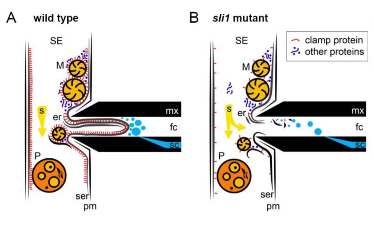 Plantae SIEVE ELEMENTLINING CHAPERONE 1 restricts aphid feeding on