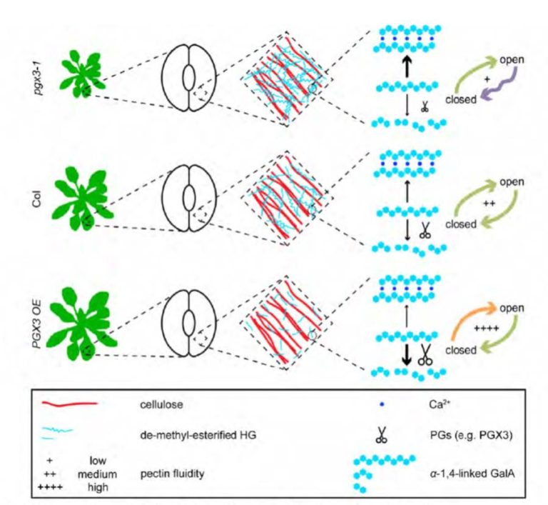 Pectinase function in growth and stomatal dynamics Plantae