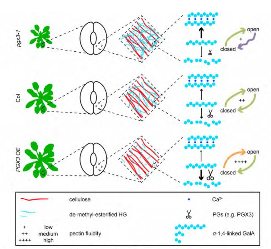 Pectinase function in growth and stomatal dynamics Plantae