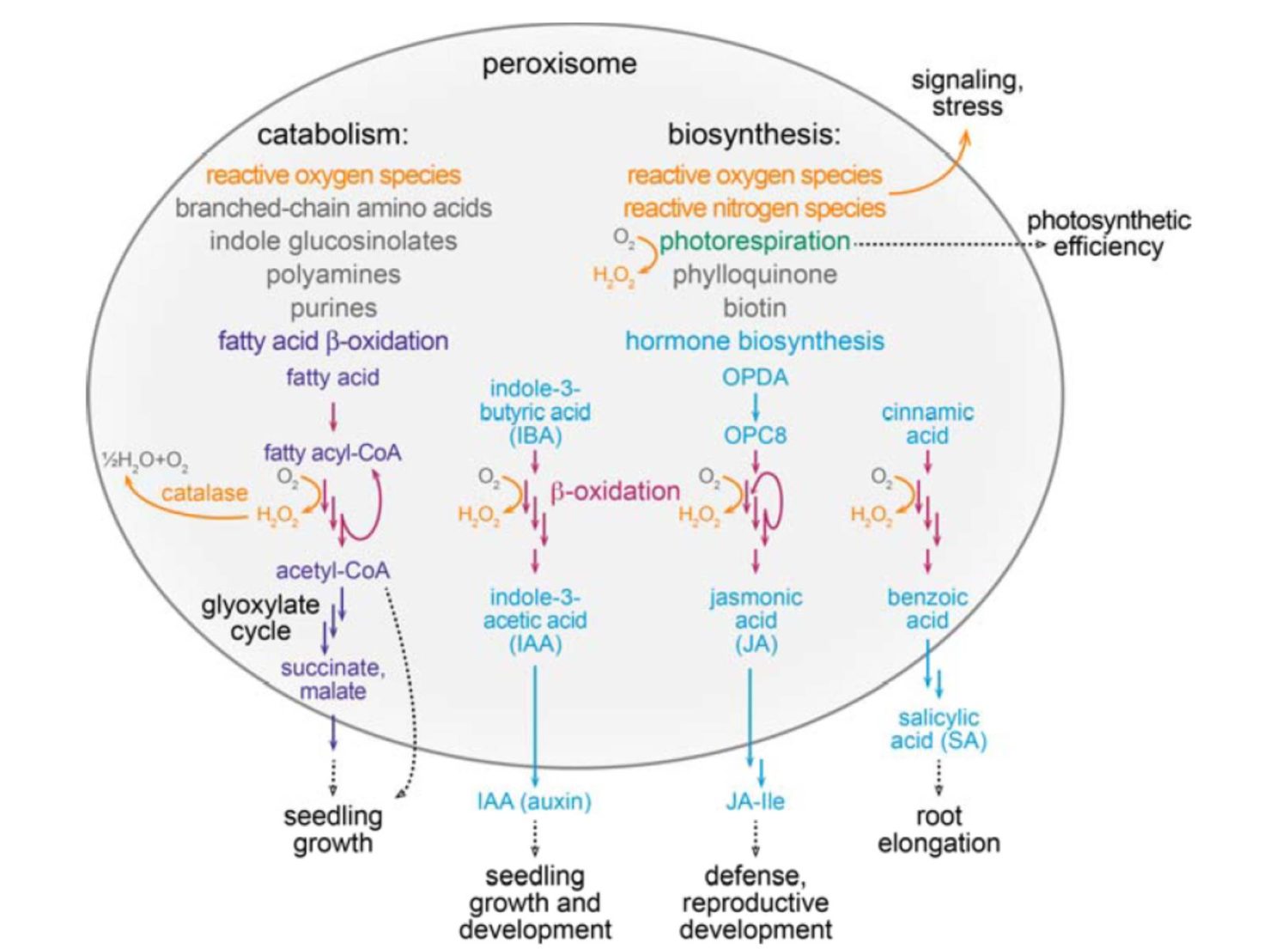 Plantae | Update: Peroxisome function; biogenesis; and dynamics in