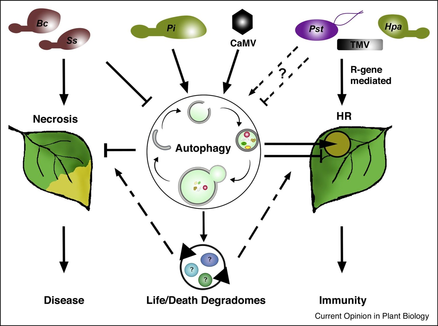 Plantae Review Autophagy as a mediator of life and death in plants