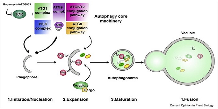 Plantae Review: Autophagy as a mediator of life and 