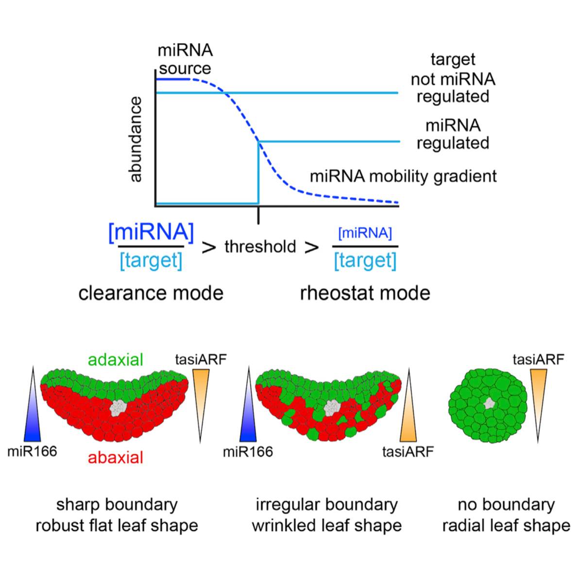 Plantae Boundary formation through direct thresholdbased readout of
