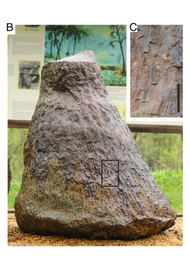 Earth’s very first trees ($) | Plantae