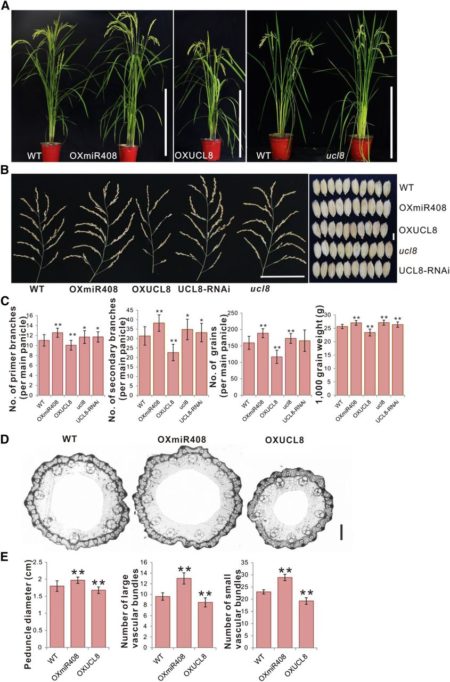 Migs Rice A MicroRNA Affecting Grain Yield in Rice | Plantae