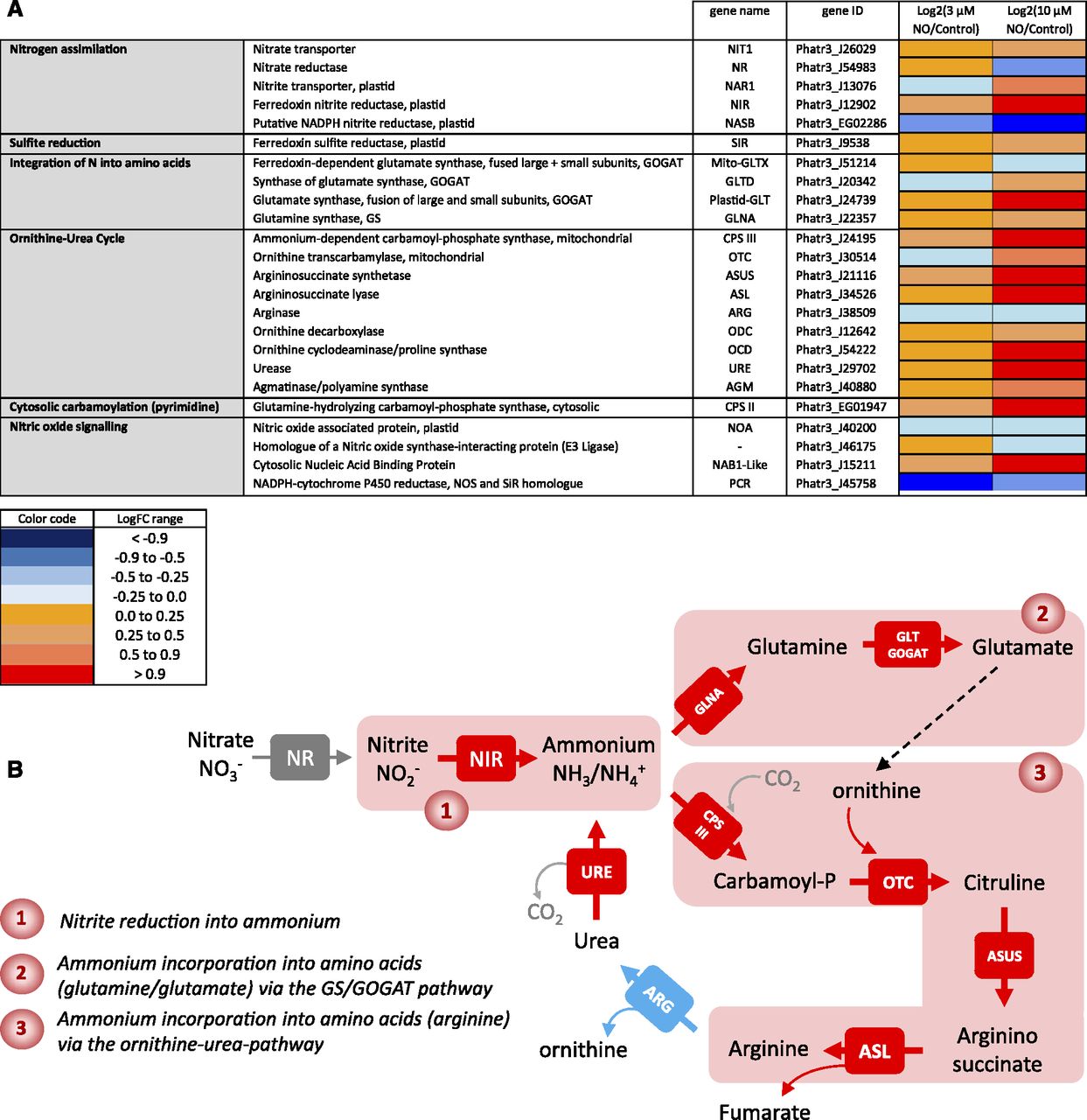 Nitric Oxide and Diatoms Plantae
