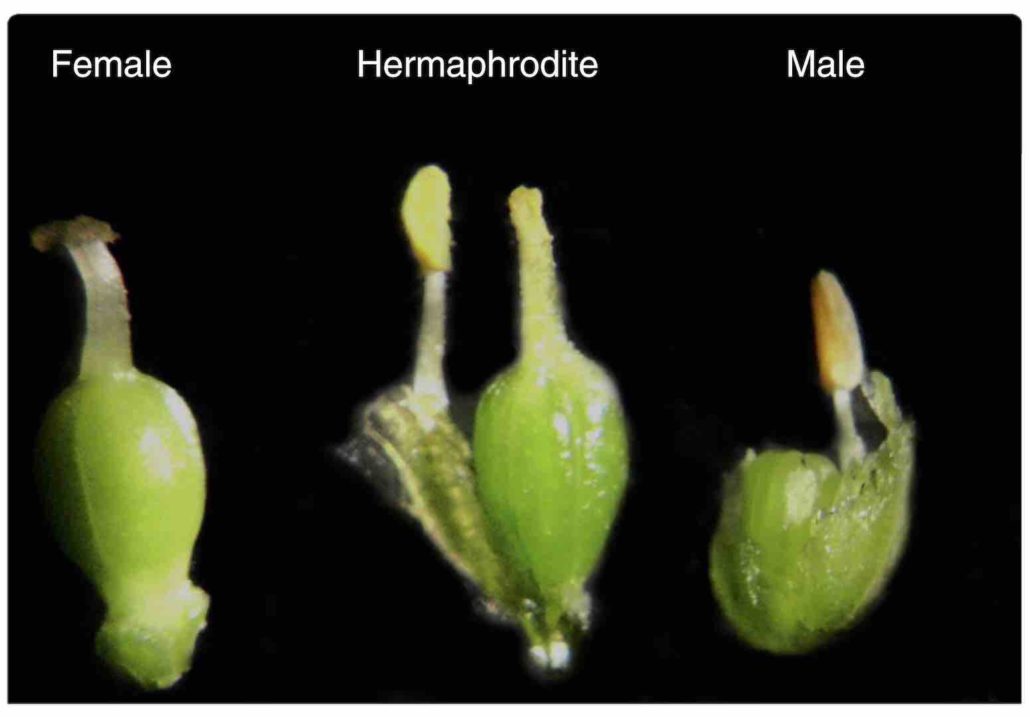 How asparagus recently changed its lifestyle from hermaphroditism to ...