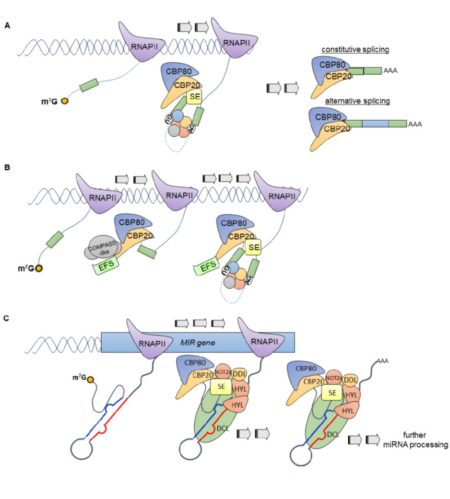 Plantae | Update: Nuclear Cap-Binding Complex in Abiotic Stress ...