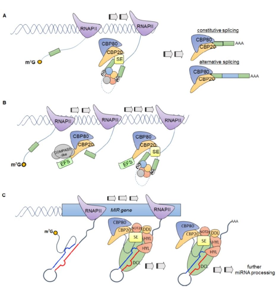 Plantae Update Nuclear CapBinding Complex in Abiotic Stress