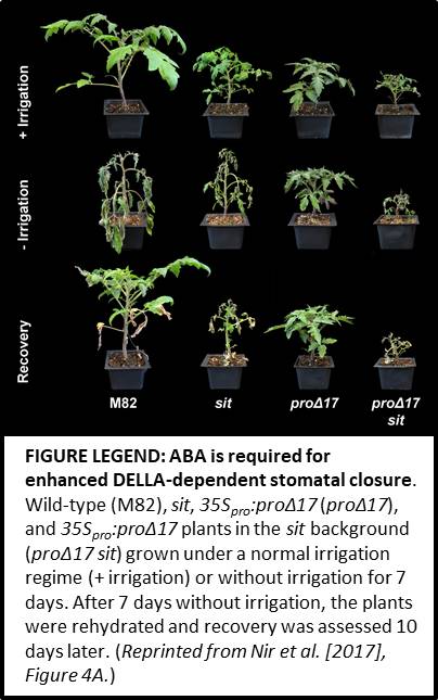 Tomato Plant Growth Timeline: the 7 Stages (With Pictures)