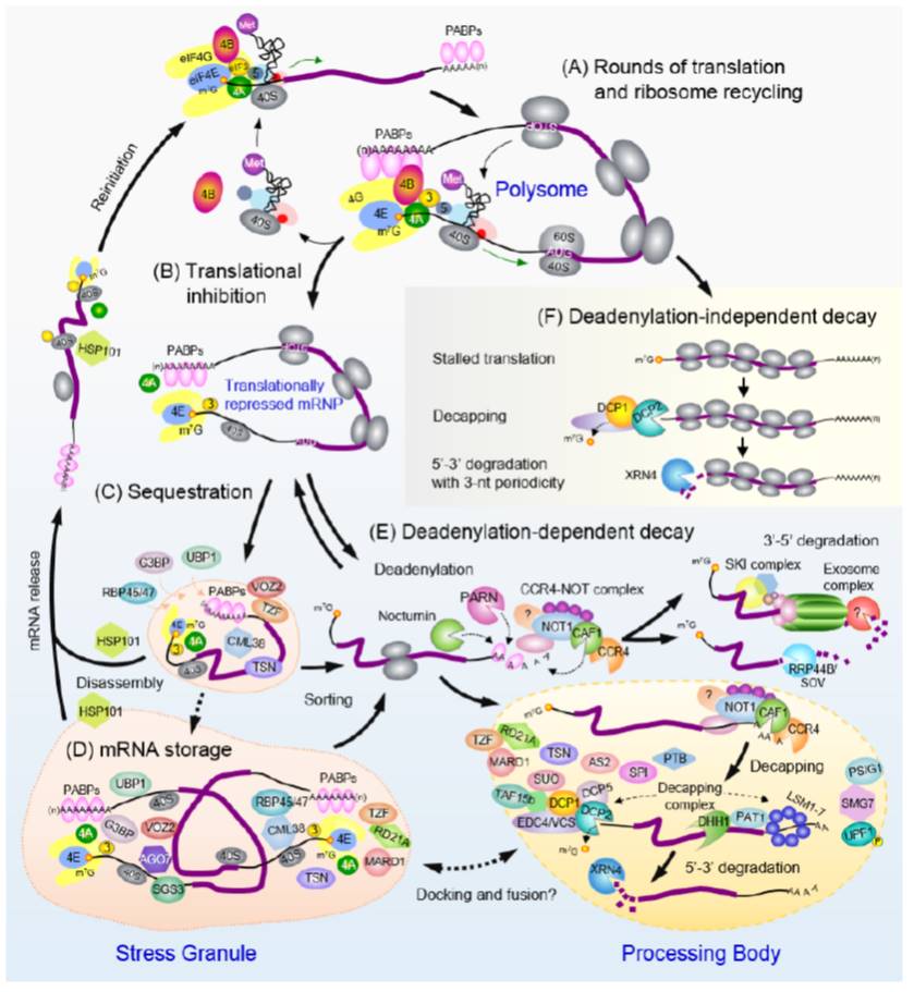 Update Cytoplasmic mRNA dynamics Plantae