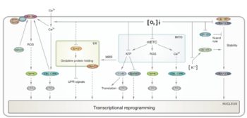 Update: Oxygen sensing and integrative stress signaling in plants | Plantae