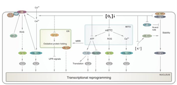 Update: Oxygen sensing and integrative stress signaling in plants | Plantae