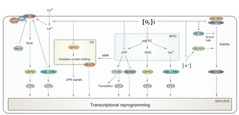 Update: Oxygen sensing and integrative stress signaling in plants | Plantae