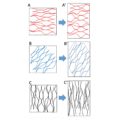 Review: Diffuse growth of plant cell walls | Plantae