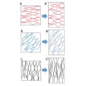 Review: Diffuse growth of plant cell walls | Plantae