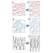 Review: Diffuse growth of plant cell walls | Plantae