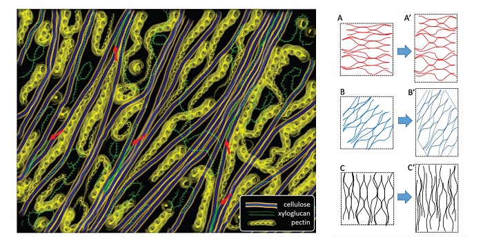 Plantae Review Diffuse Growth Of Plant Cell Walls Plantae