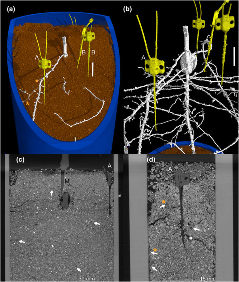 Plantae Rootseye view Using microdialysis and microCT