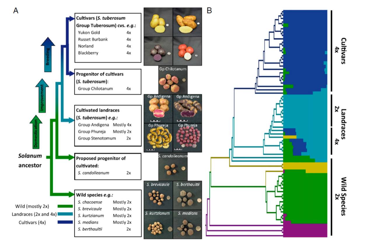 Complex evolutionary history and targets of domestication in the