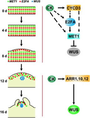 Cytokinin induced Cell Cycle Regulates MET1 Activity During Shoot cytokinin-induced-cell-cycle-regulates-met1-activity-during-shoot