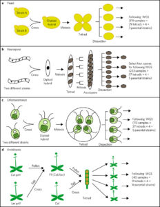 Plantae Whole Genome Sequencing Reveals The Extent Of Gc Biased Gene Conversion In Plants And Fungi Plantae