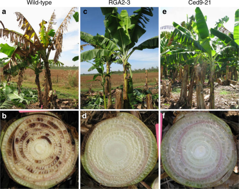 Transgenic Cavendish bananas with resistance to Fusarium wilt Plantae
