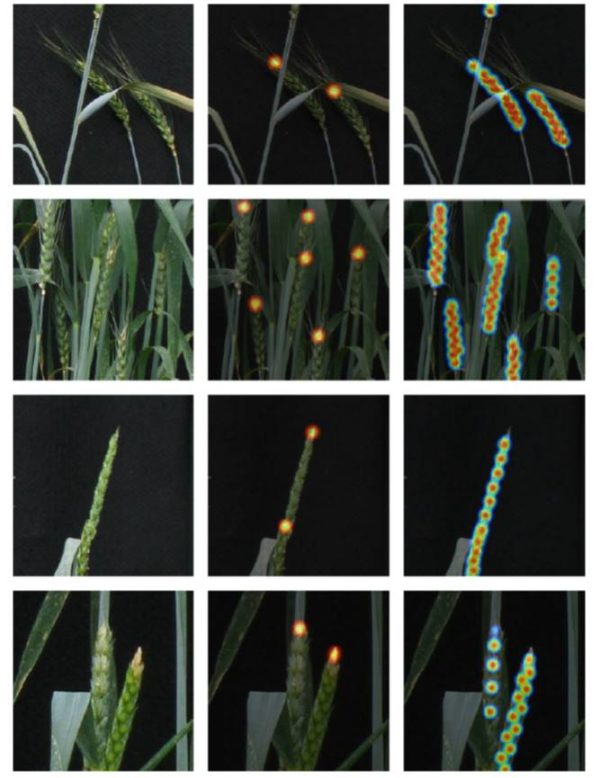 Deep learning for multitask plant phenotyping Plantae