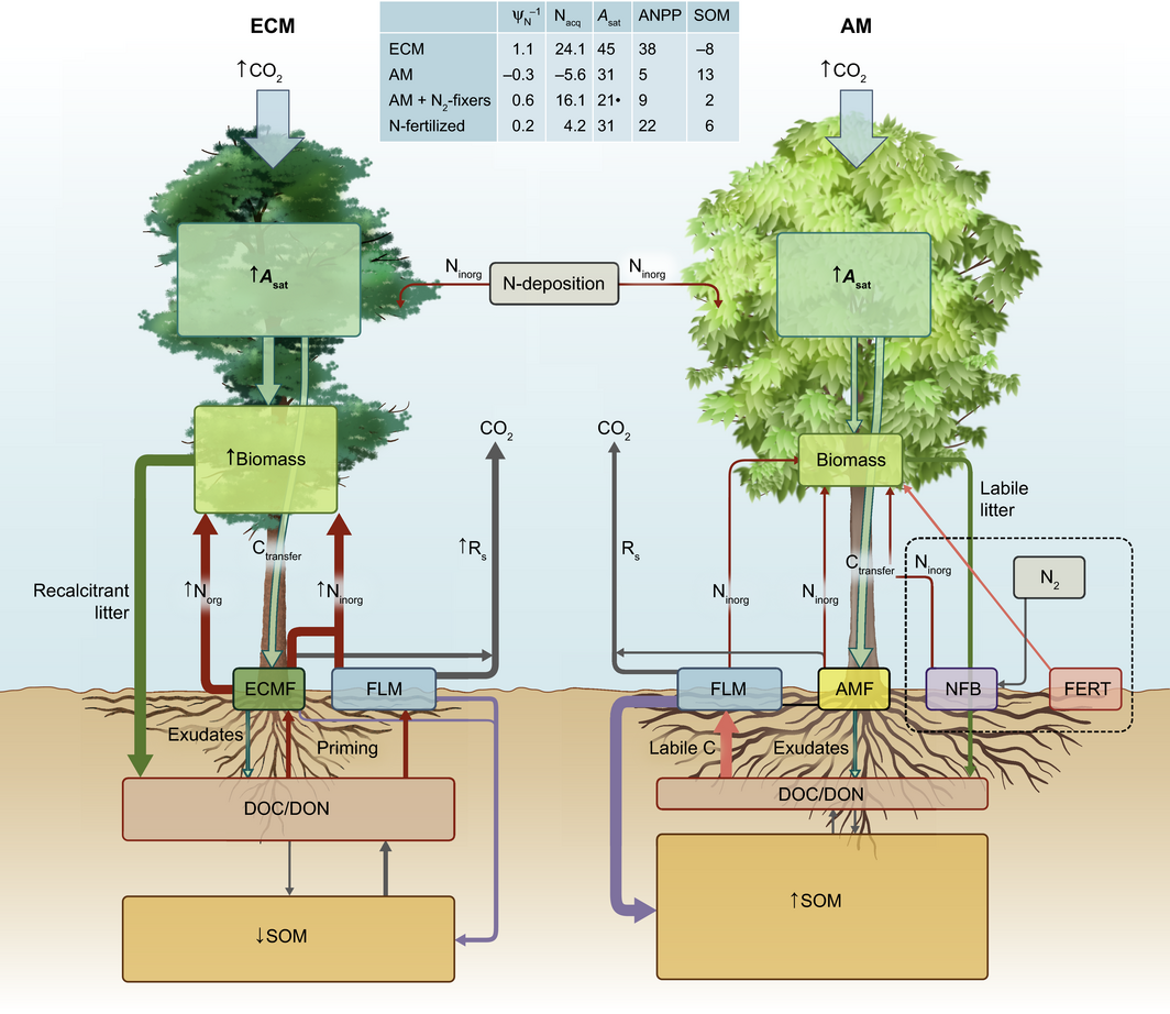 Ecosystem responses to elevated CO2 are governed by plantsoil