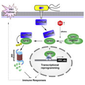 A bacterial effector targets the master immune regulator NPR1 ($) | Plantae