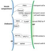 Membrane Cortex Complex Review: Emerging roles of cortical microtubule–membrane interactions ...