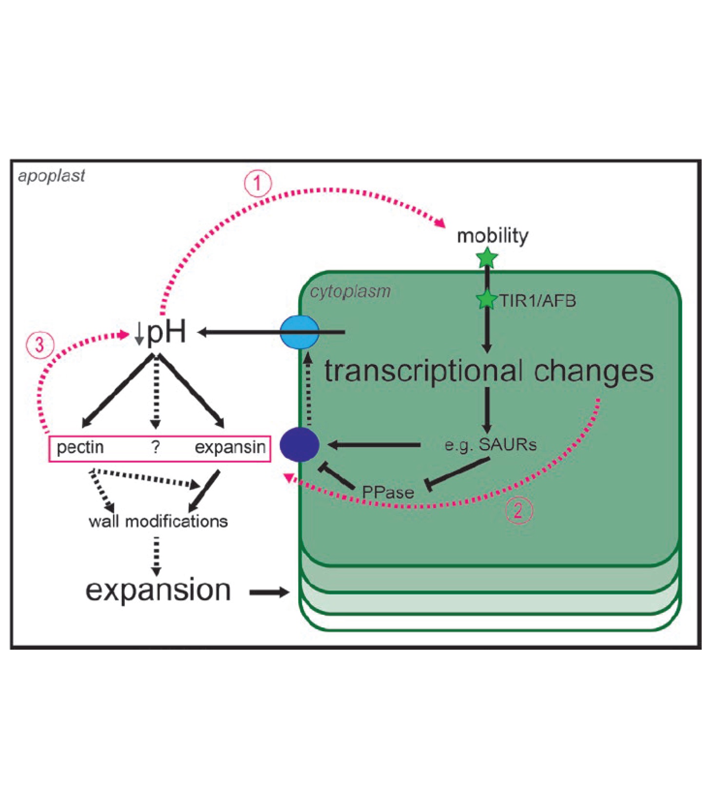 acid growth hypothesis steps