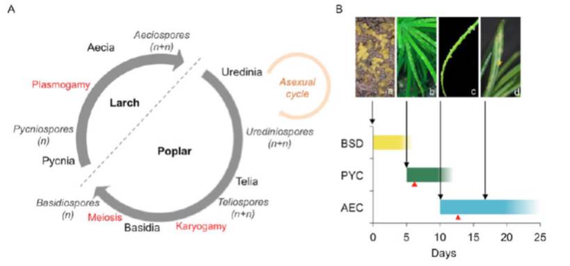 The rust fungus Melampsora larici-populina expresses distinct sets of ...