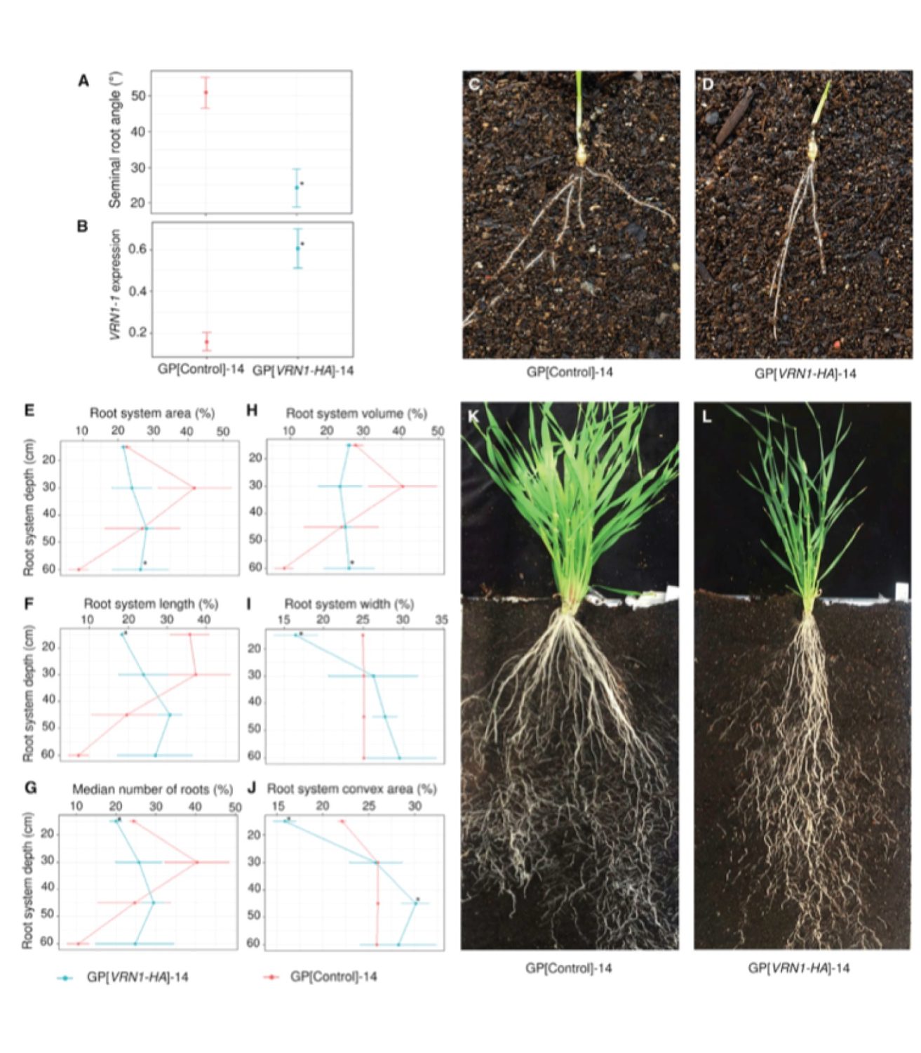 VERNALIZATION1 modulates root system architecture in wheat and barley