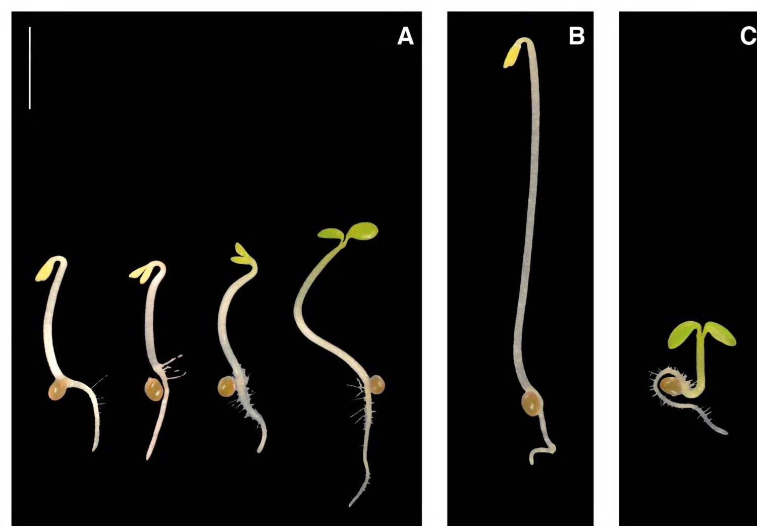 Update: Seedling establishment: a dimmer switch-regulated process ...