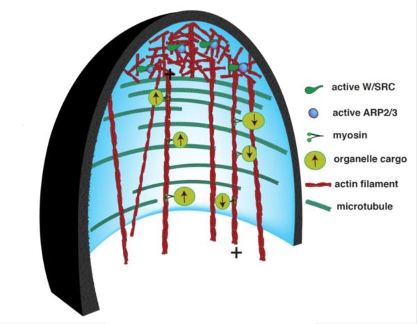 cytoskeleton-600x466.jpg