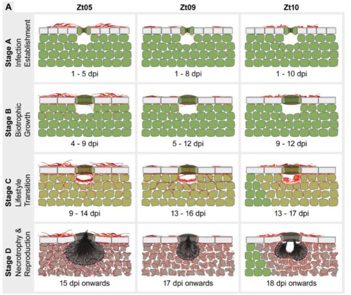 Extremely flexible infection programs in a fungal plant pathogen | Plantae