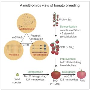 selective breeding diagram