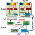 Regulation of lateral root development via the HY5 Transcription Factor ...