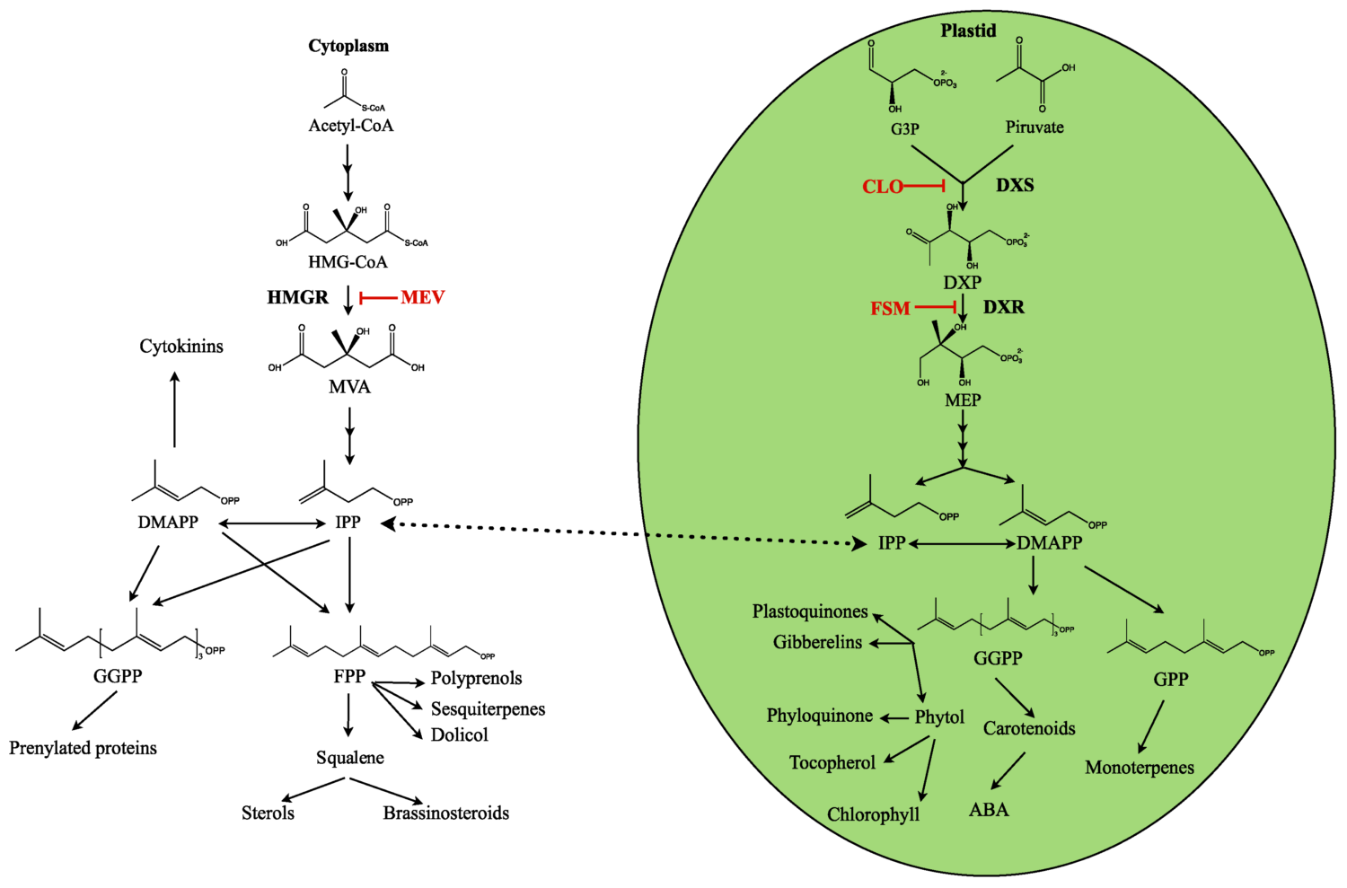 Dynamics of monoterpene formation in spike lavender plants Plantae