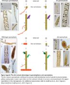 Axis of Algae: Disruption of Basal Cell Fates in the Brown Alga ...