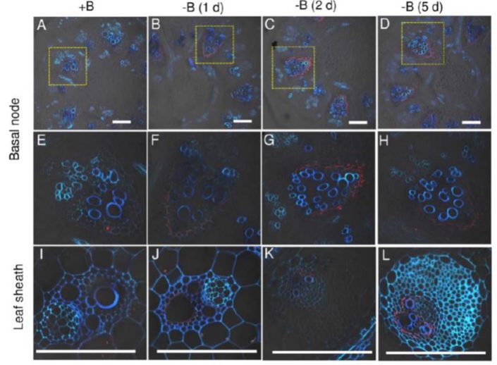 Boron Transport in Rice | Plantae