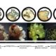 Plantae | A genome for gnetophytes and early evolution of seed plants ...