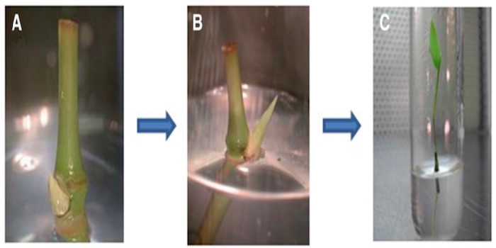 Plantae | REVIEW In vitro propagation of bamboo species ...