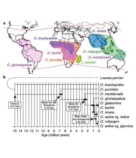 Plantae | Genetic conservation, turnover and innovation across the ...