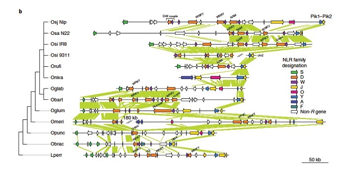 Plantae | Genetic Conservation, Turnover And Innovation Across The ...